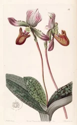 Paphiopedilum barbatum